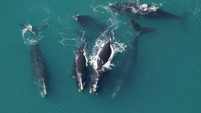 Right whale calving season ends with 19 born; one dead, four presumed dead